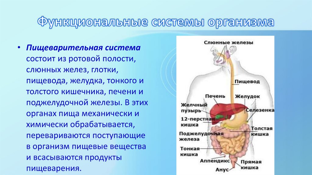 Функциональные системы организма