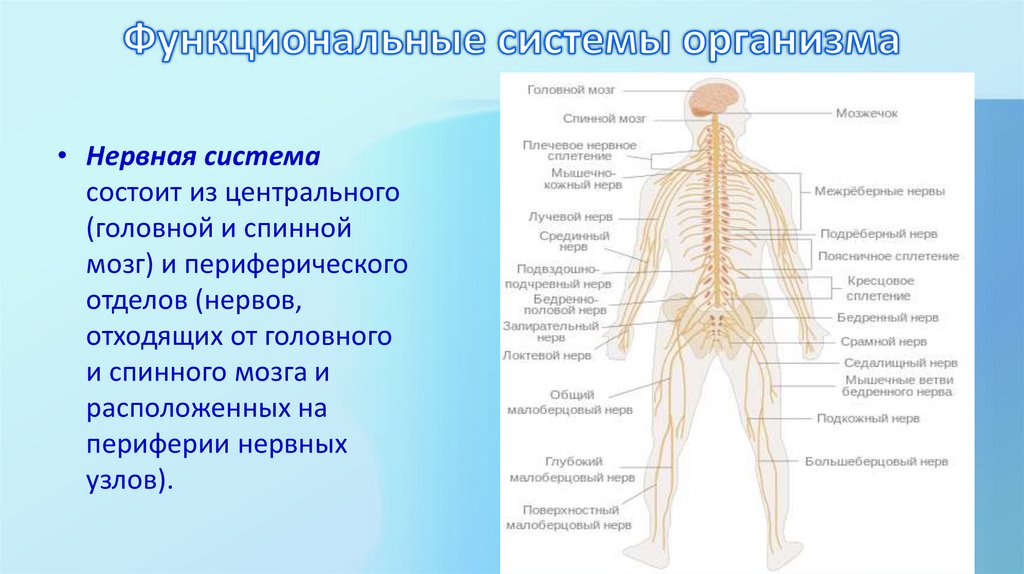 Функциональные системы организма