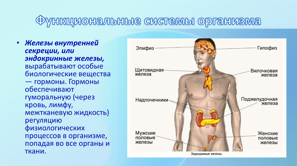 Функциональные системы организма