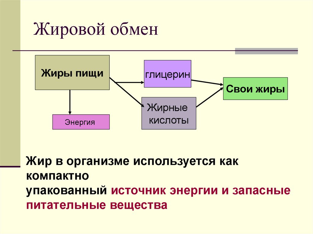Жировой обмен