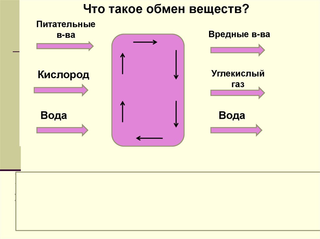 Процесс поступления в клетку необходимых веществ (1), их превращение (2) и выведение вредных веществ (3)