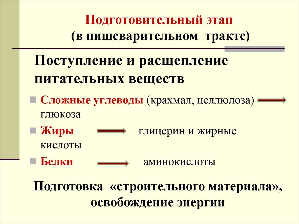 Подготовительный этап (в пищеварительном тракте)