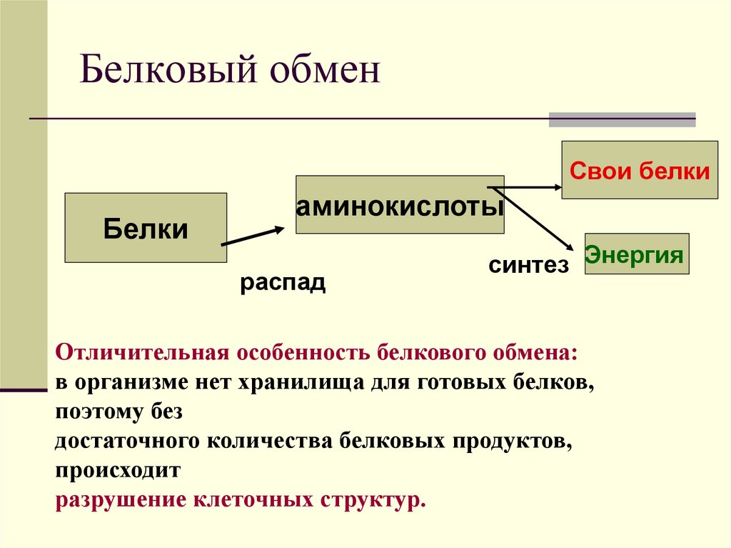Белковый обмен