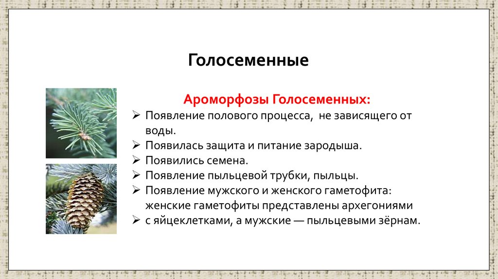 Голосеменные