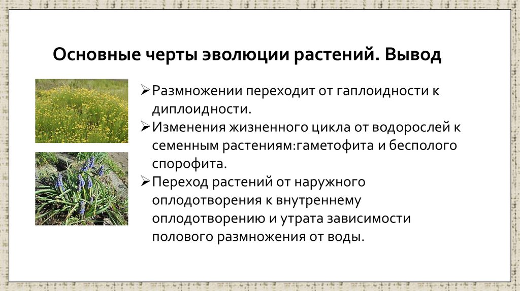 Основные черты эволюции растений. Вывод