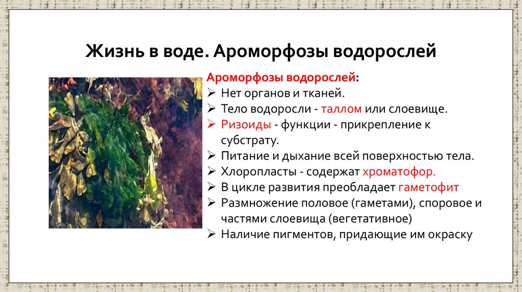 Жизнь в воде. Ароморфозы водорослей