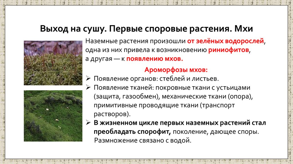 Выход на сушу. Первые споровые растения. Мхи