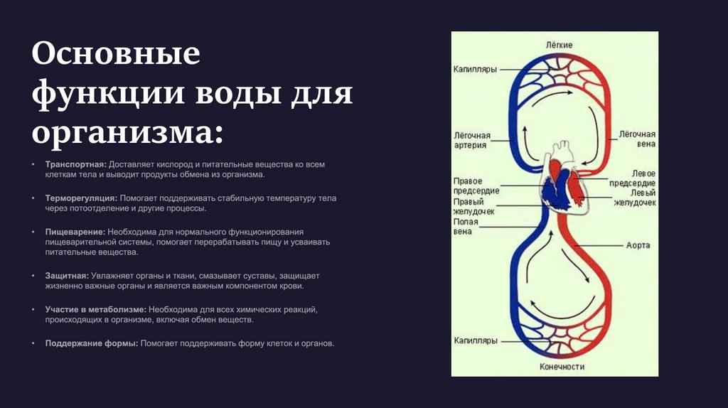 Основные функции воды для организма: