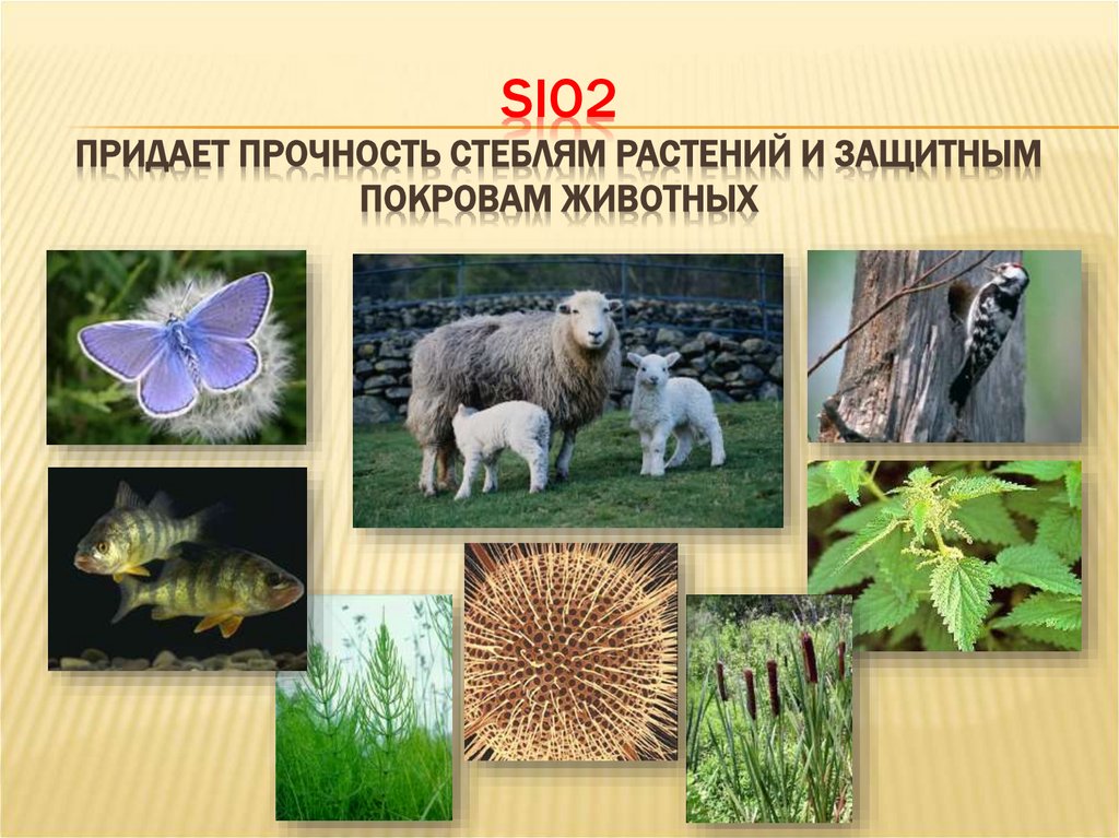SiO2 придает прочность стеблям растений и защитным покровам животных