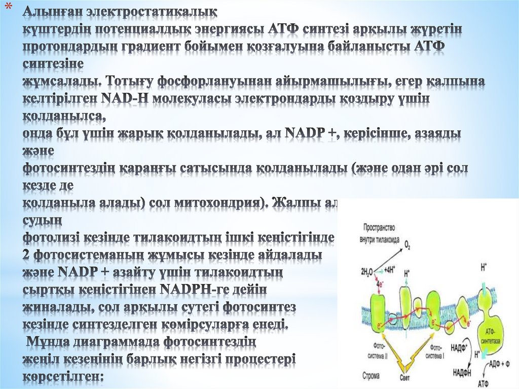 Алынған электростатикалық күштердің потенциалдық энергиясы АТФ синтезі арқылы жүретін протондардың градиент бойымен қозғалуына