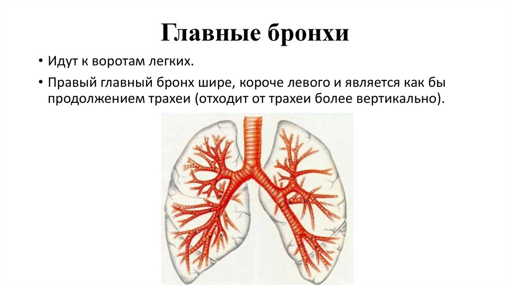 Главные бронхи