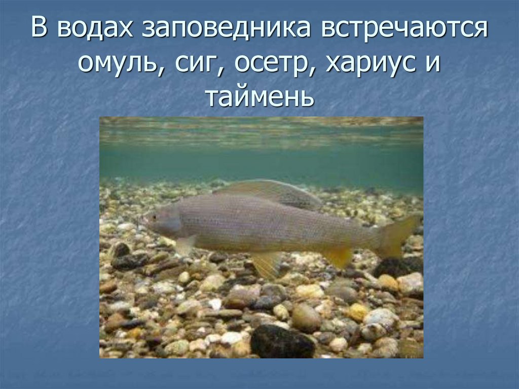 В водах заповедника встречаются омуль, сиг, осетр, хариус и таймень