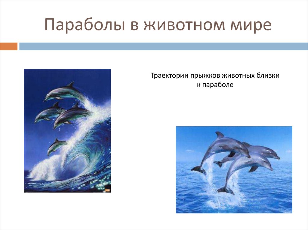 Параболы в животном мире
