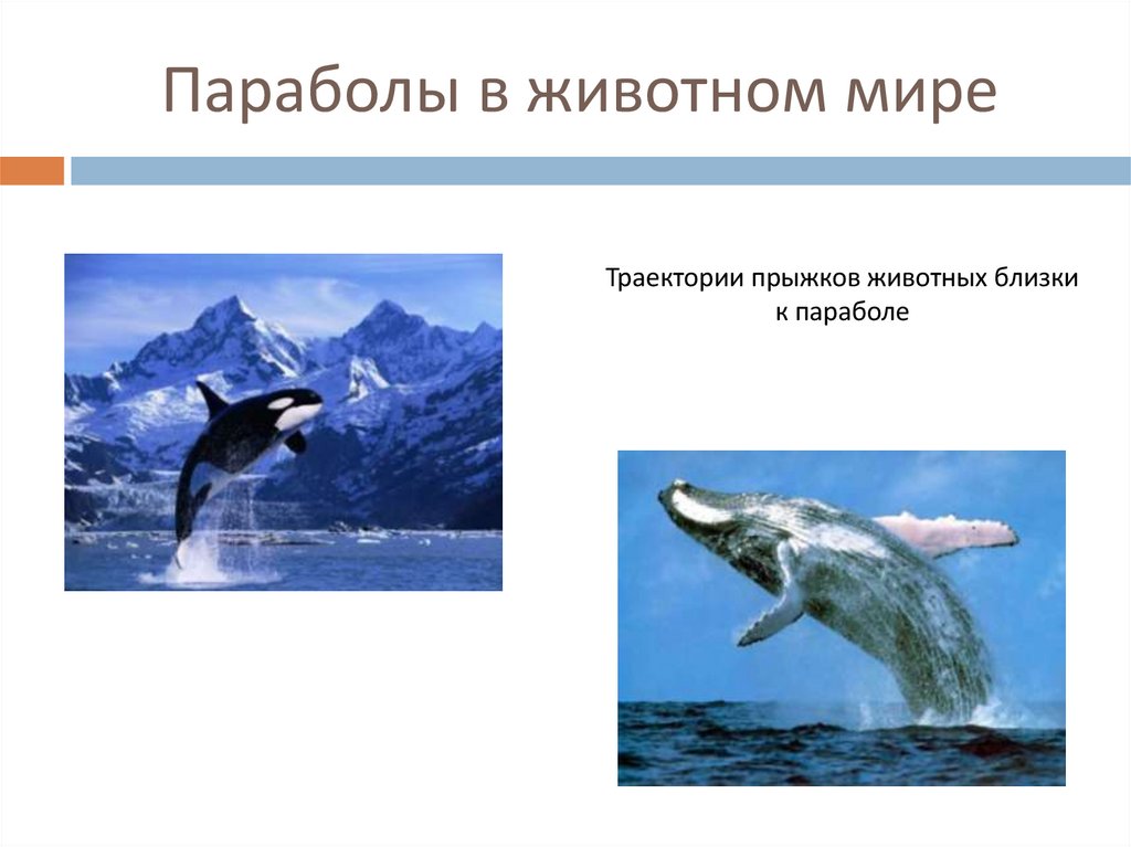 Параболы в животном мире