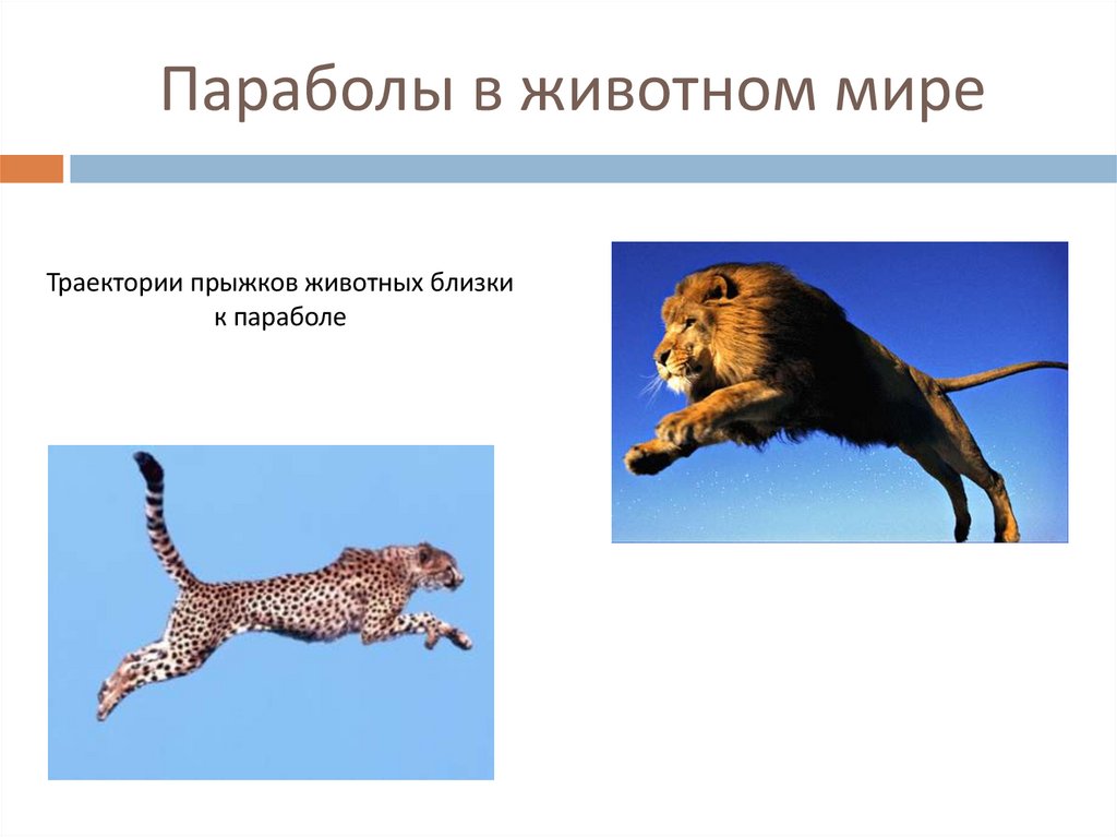 Параболы в животном мире