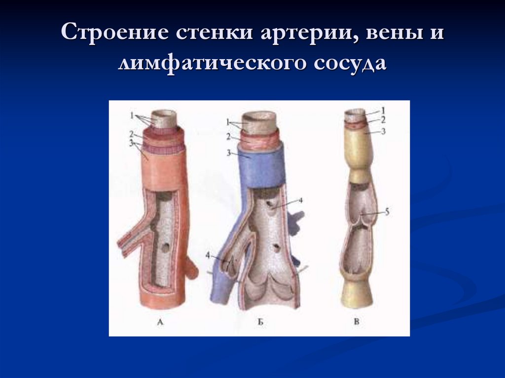 Строение стенки артерии, вены и лимфатического сосуда