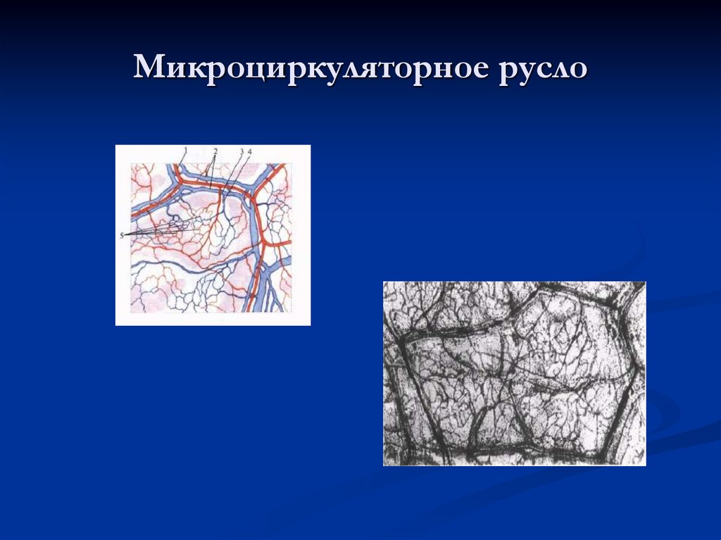 Микроциркуляторное русло