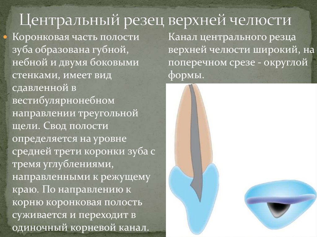 Центральный резец верхней челюсти