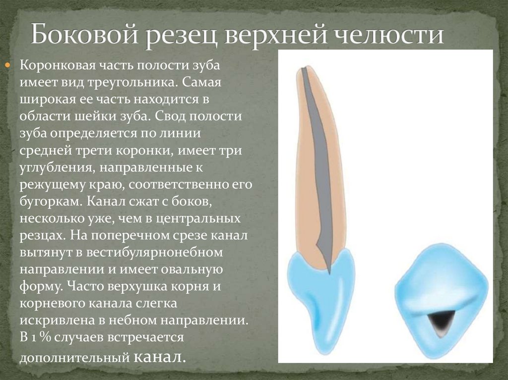 Боковой резец верхней челюсти