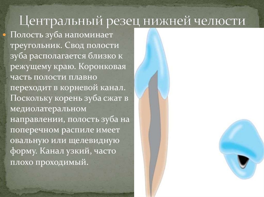 Центральный резец нижней челюсти