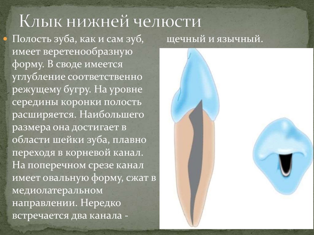 Клык нижней челюсти