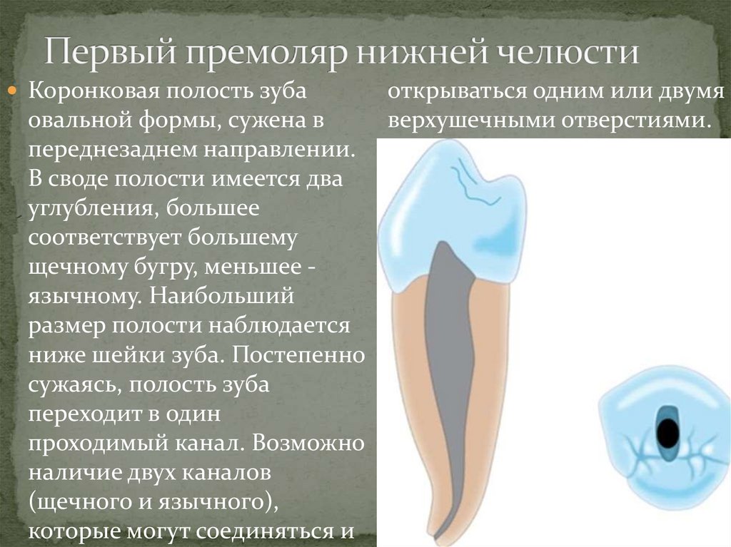 Первый премоляр нижней челюсти