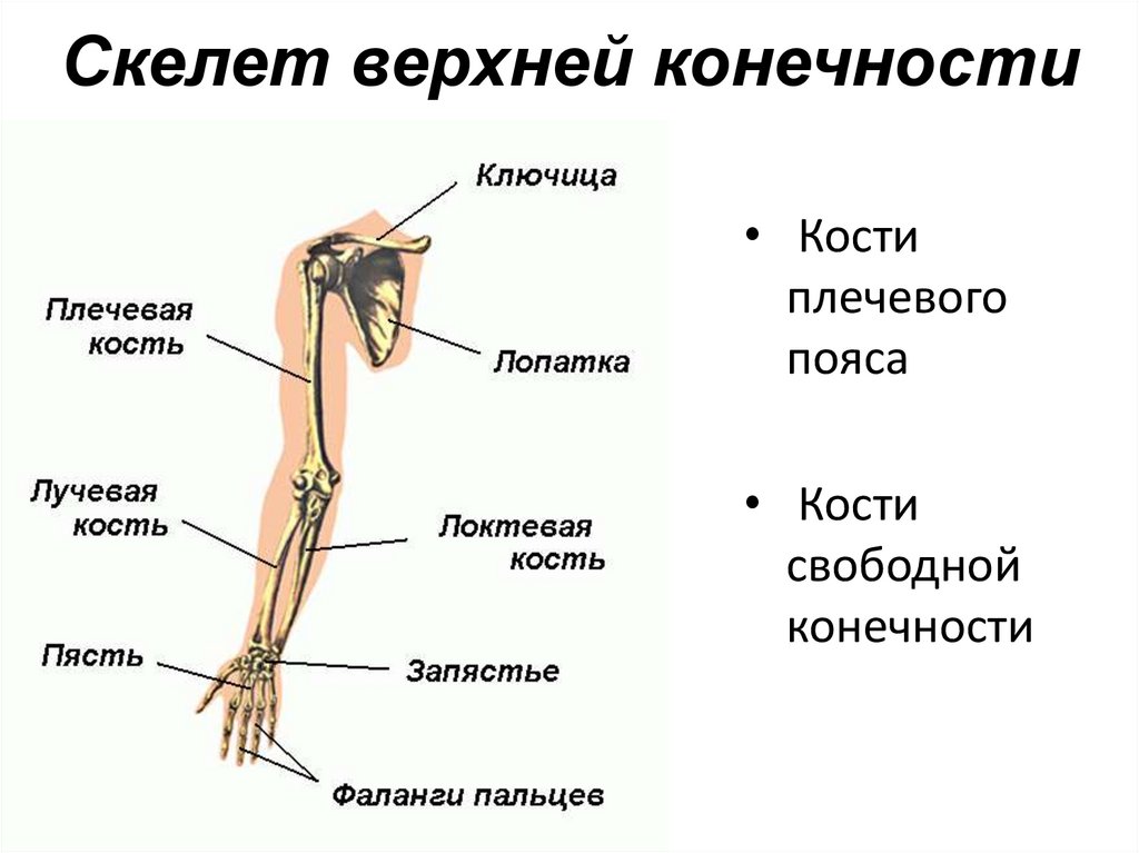 Скелет верхней конечности