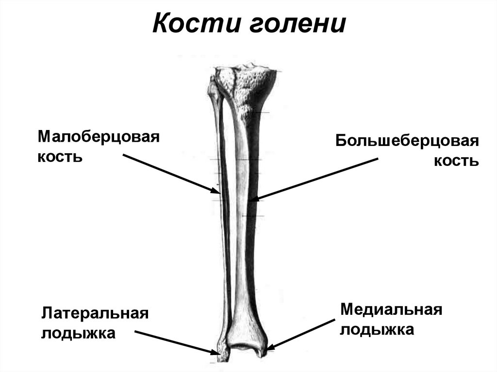 Кости голени