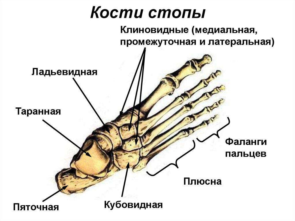 Кости стопы