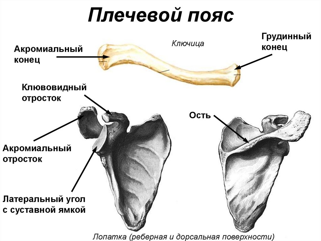 Плечевой пояс
