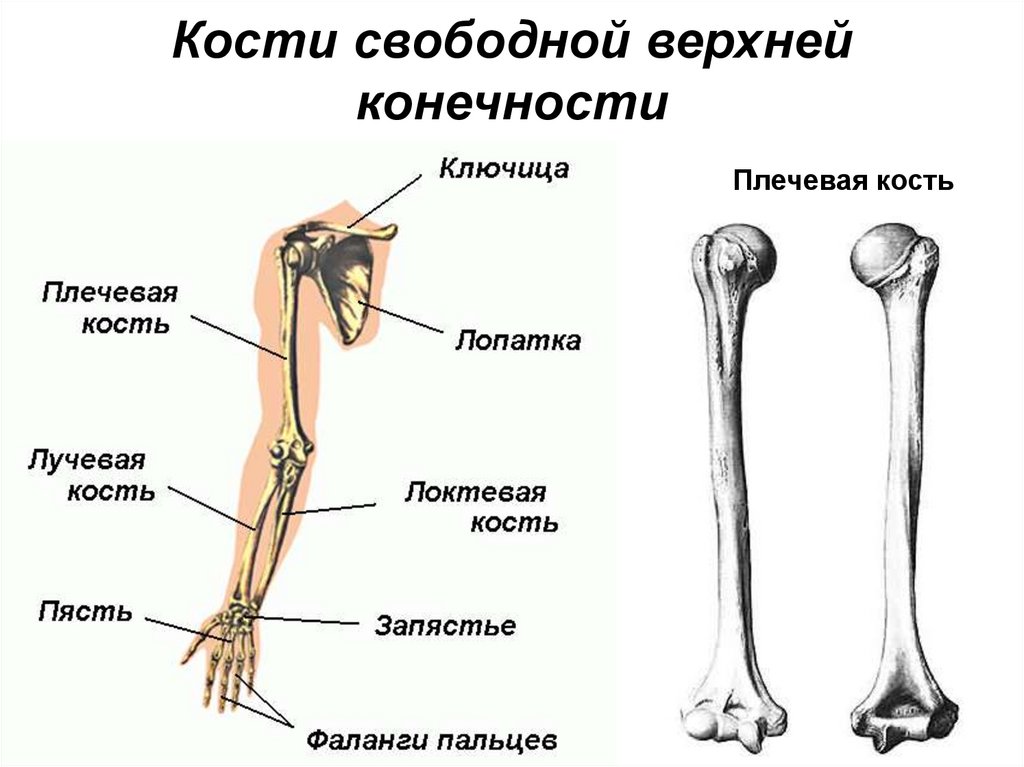 Кости свободной верхней конечности
