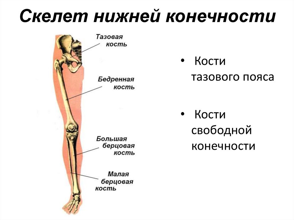 Скелет нижней конечности