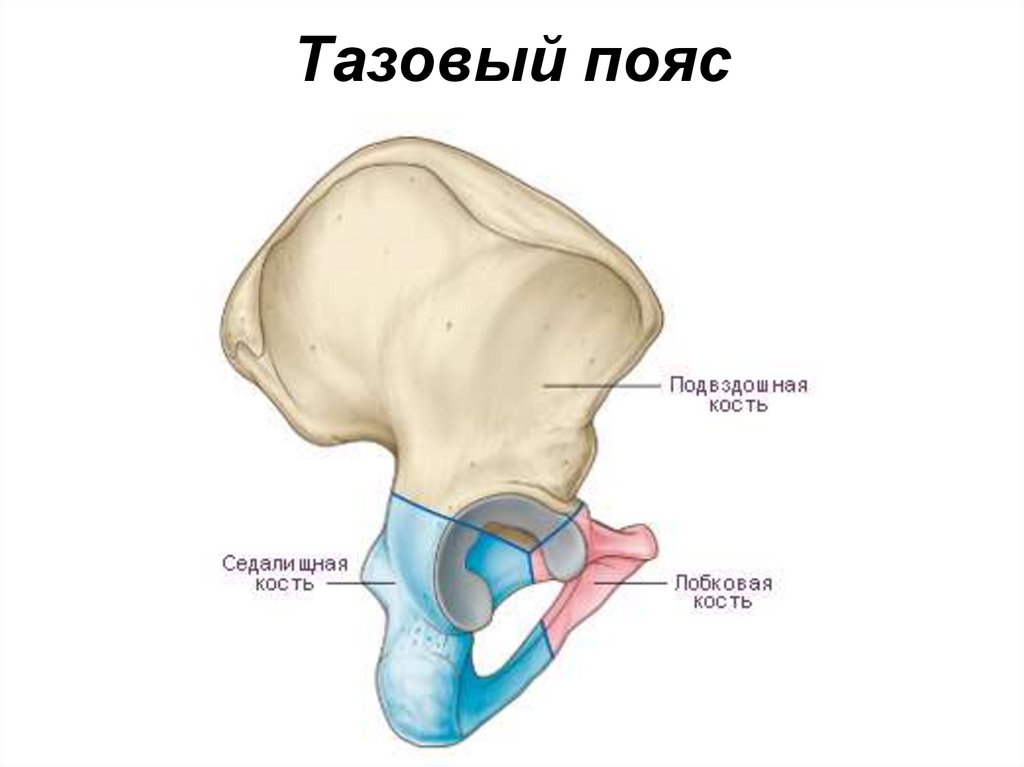 Тазовый пояс