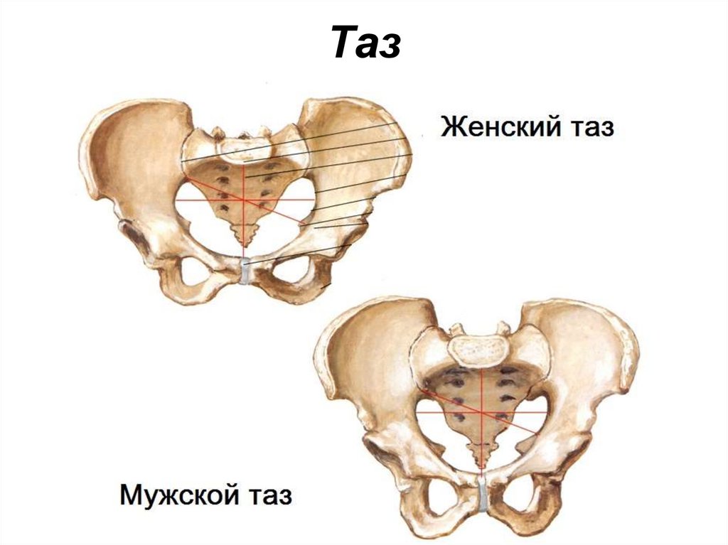 Таз