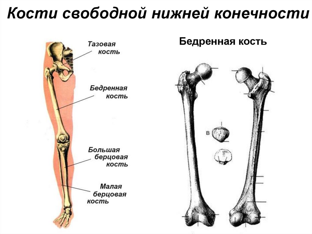 Кости свободной нижней конечности