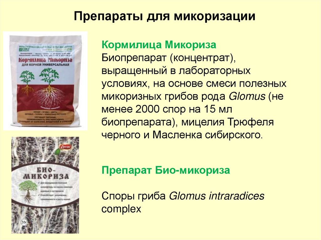 Минеральный обмен зависит от других физиологических функции: