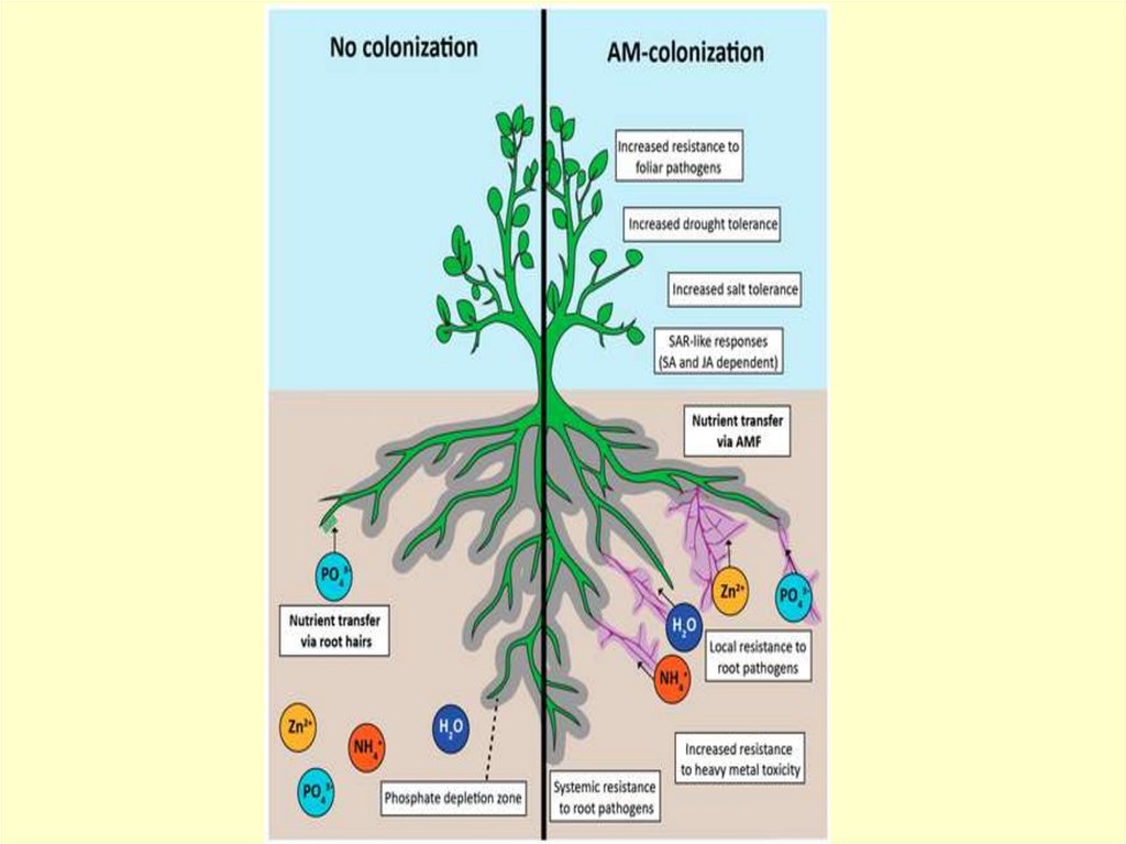 Влияние внешних факторов на минеральный обмен