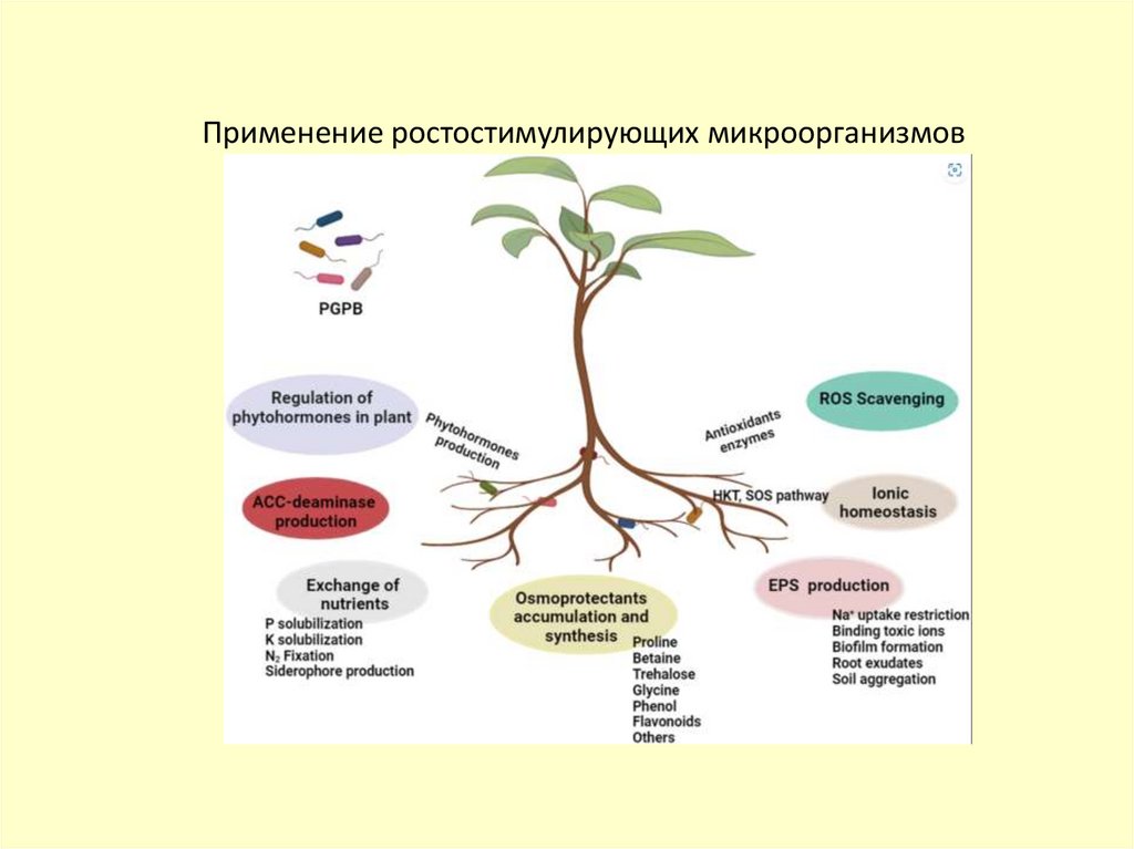 Зависимость поглощения ионов К+ от их концентрации в растворе