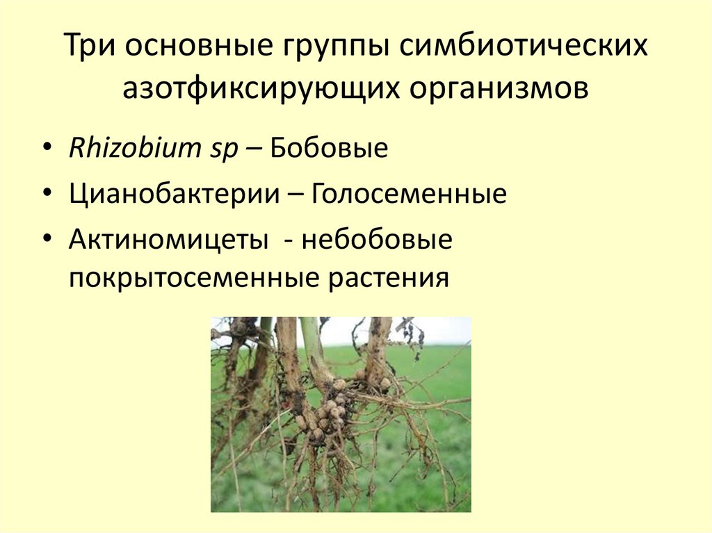 Три основные группы симбиотических азотфиксирующих организмов