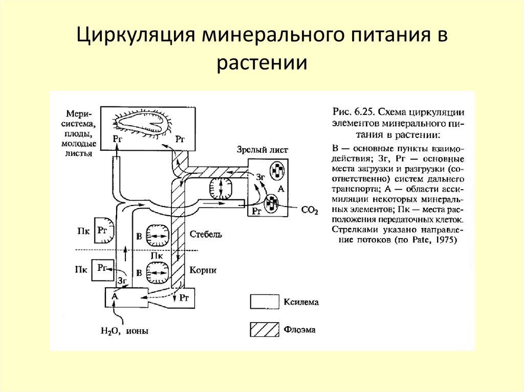 Циркуляция минерального питания в растении