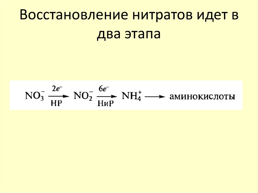 Восстановление нитратов идет в два этапа