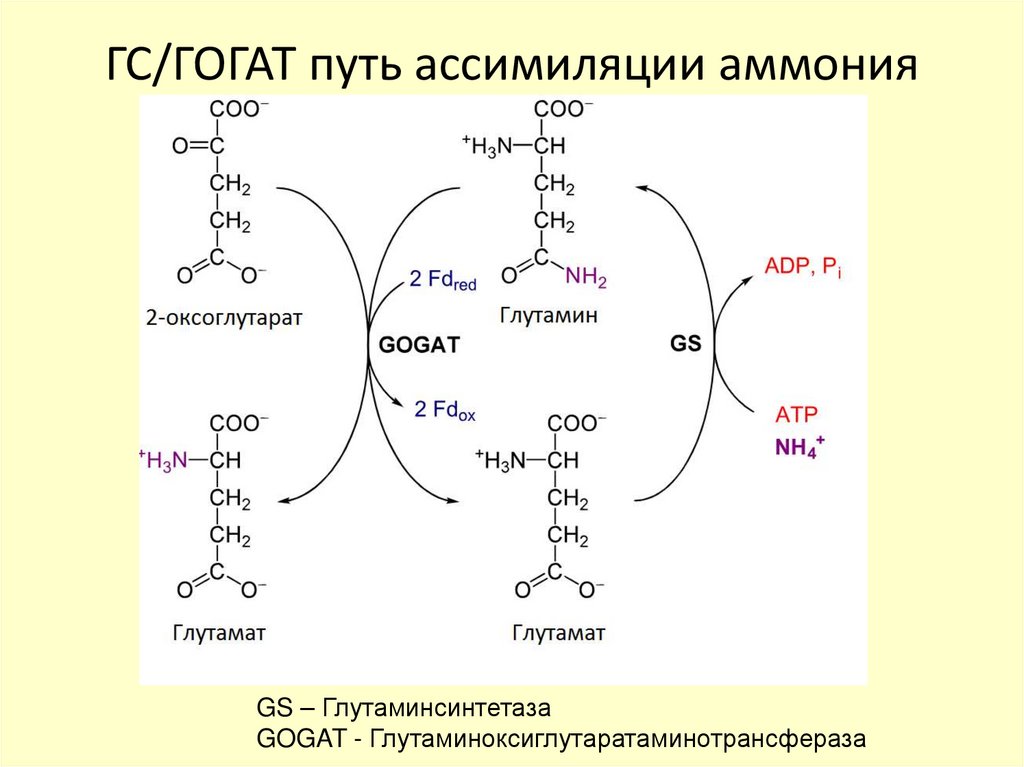 ГС/ГОГАТ путь ассимиляции аммония
