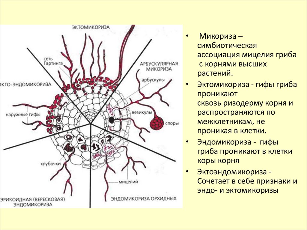 Циркуляция минерального питания в растении