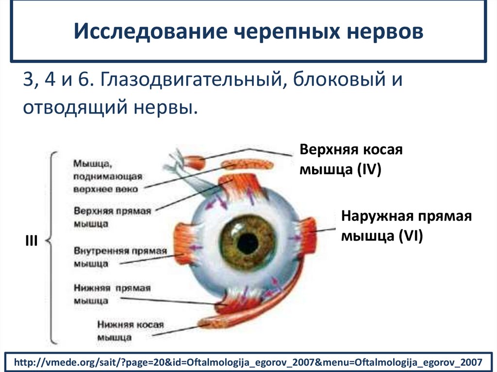 Исследование черепных нервов