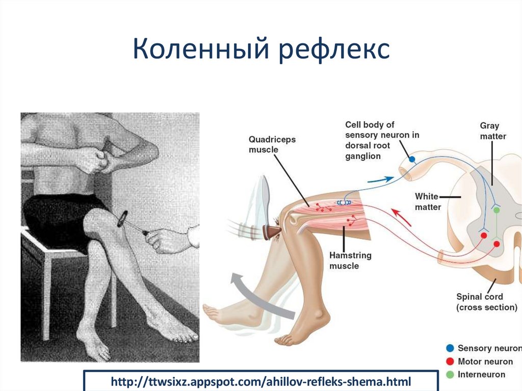 Коленный рефлекс