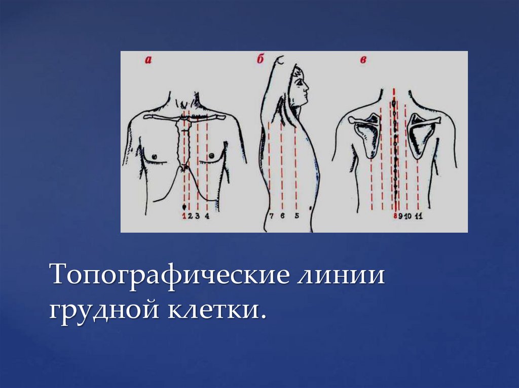 Топографические линии грудной клетки.