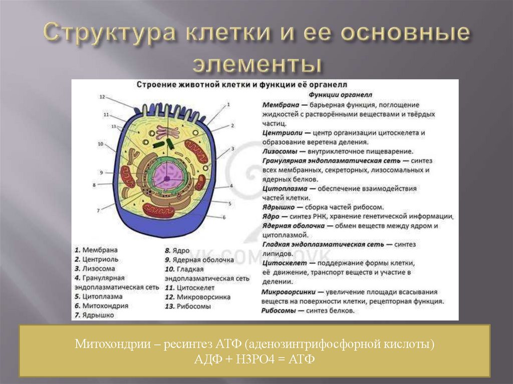 Структура клетки и ее основные элементы