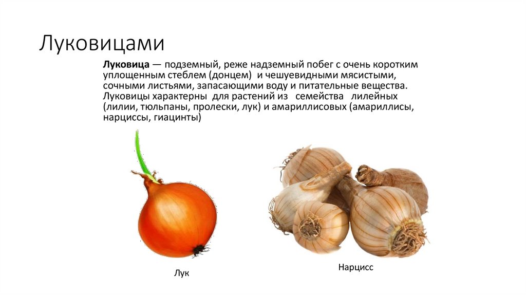 Луковицами