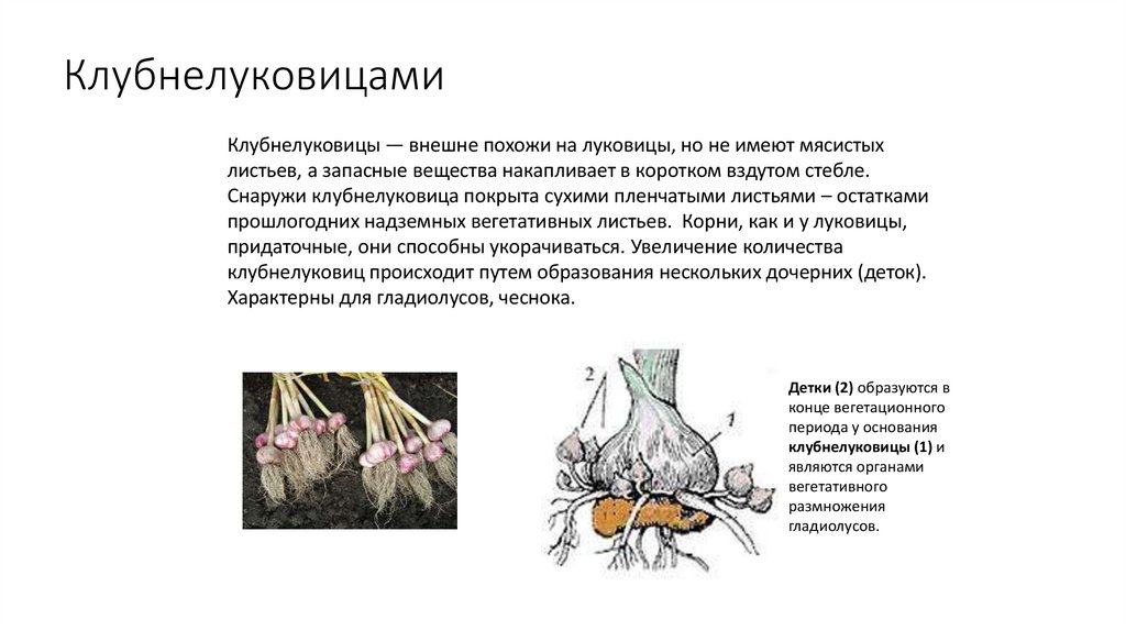 Клубнелуковицами