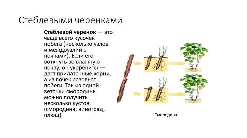 Стеблевыми черенками